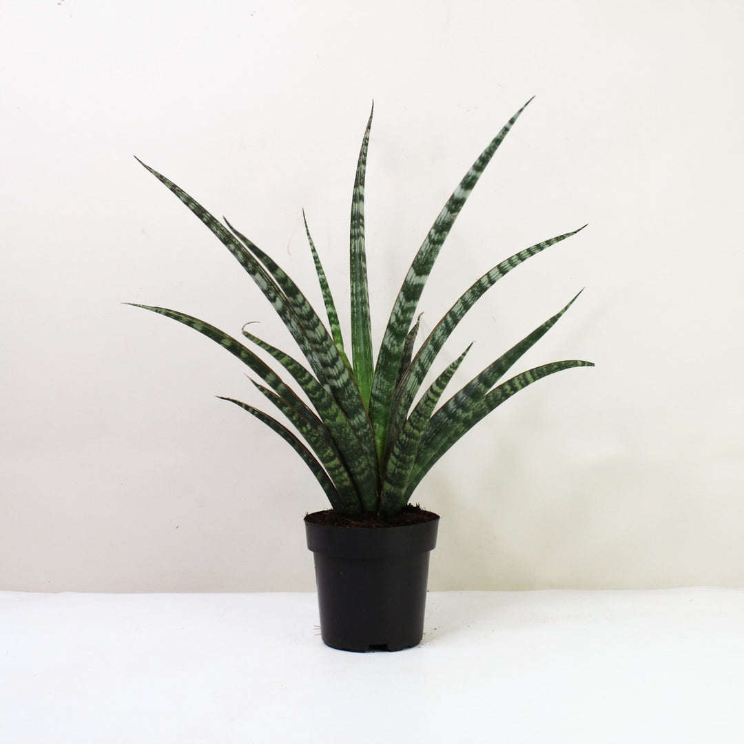 Sansevieria Trifasciata 'Megan' (Bogenhanf) M / keinen Übertopf Foliage Dreams