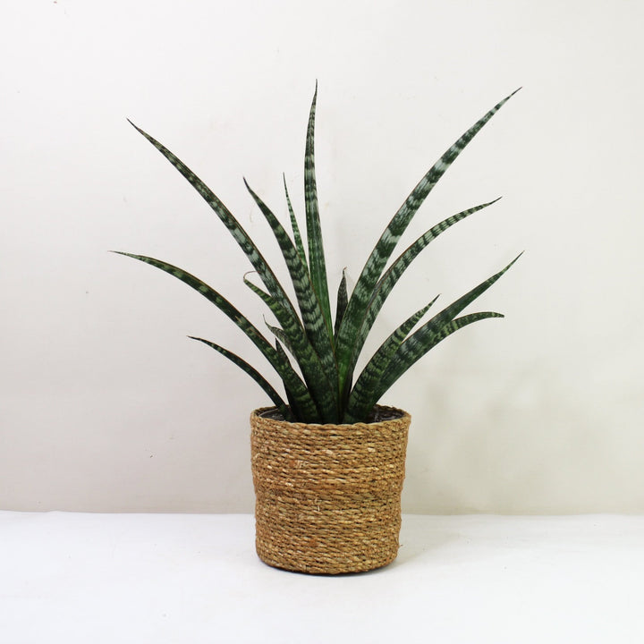 Sansevieria Trifasciata 'Megan' (Bogenhanf) M / Korb braun Foliage Dreams