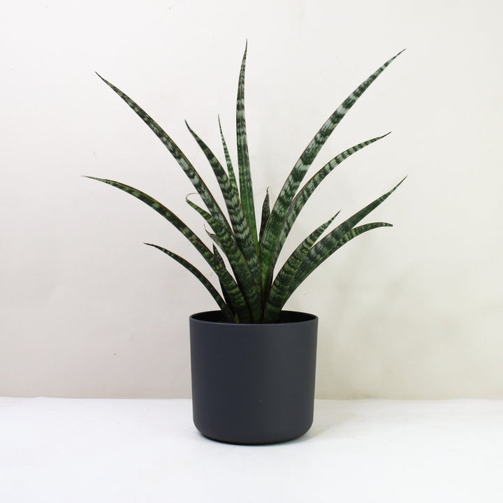 Sansevieria Trifasciata 'Megan' (Bogenhanf) M / Topf anthrazit Foliage Dreams