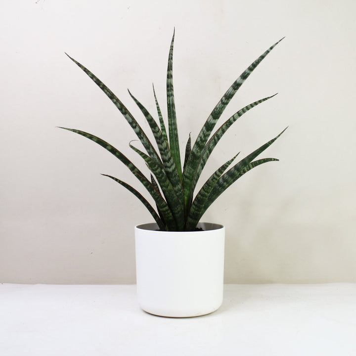 Sansevieria Trifasciata 'Megan' (Bogenhanf) M / Topf weiß Foliage Dreams
