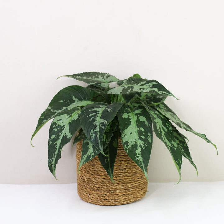 Schismatoglottis Pusilla Foliage Dreams