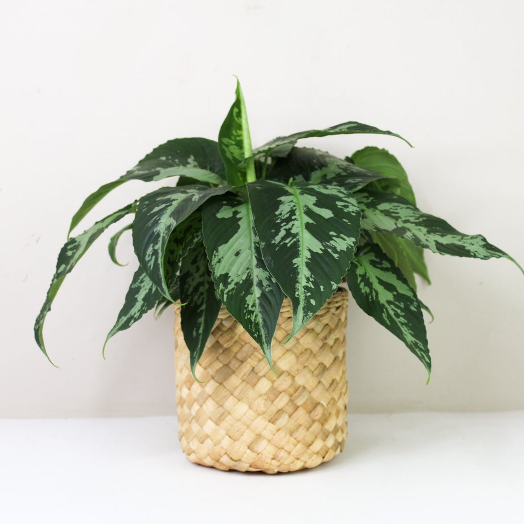 Schismatoglottis Pusilla Foliage Dreams