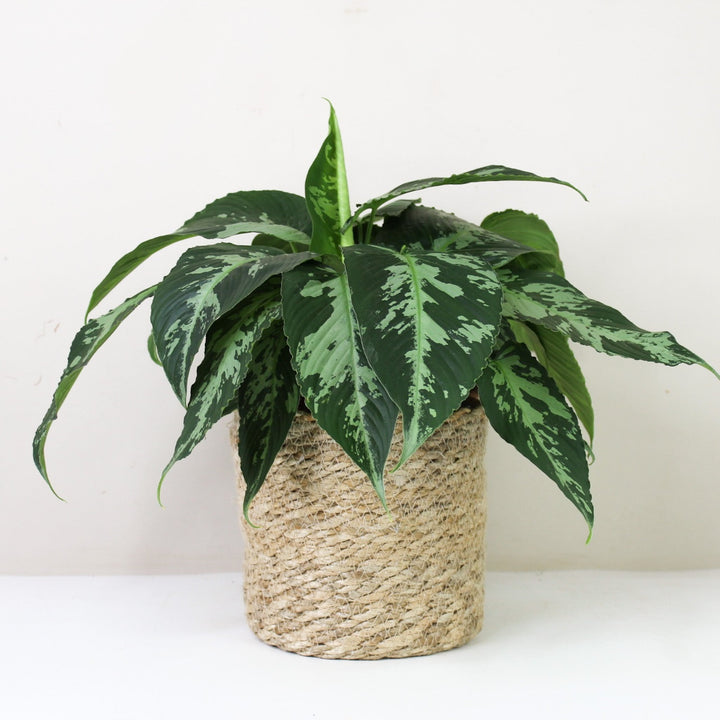 Schismatoglottis Pusilla M / Korb creme Foliage Dreams