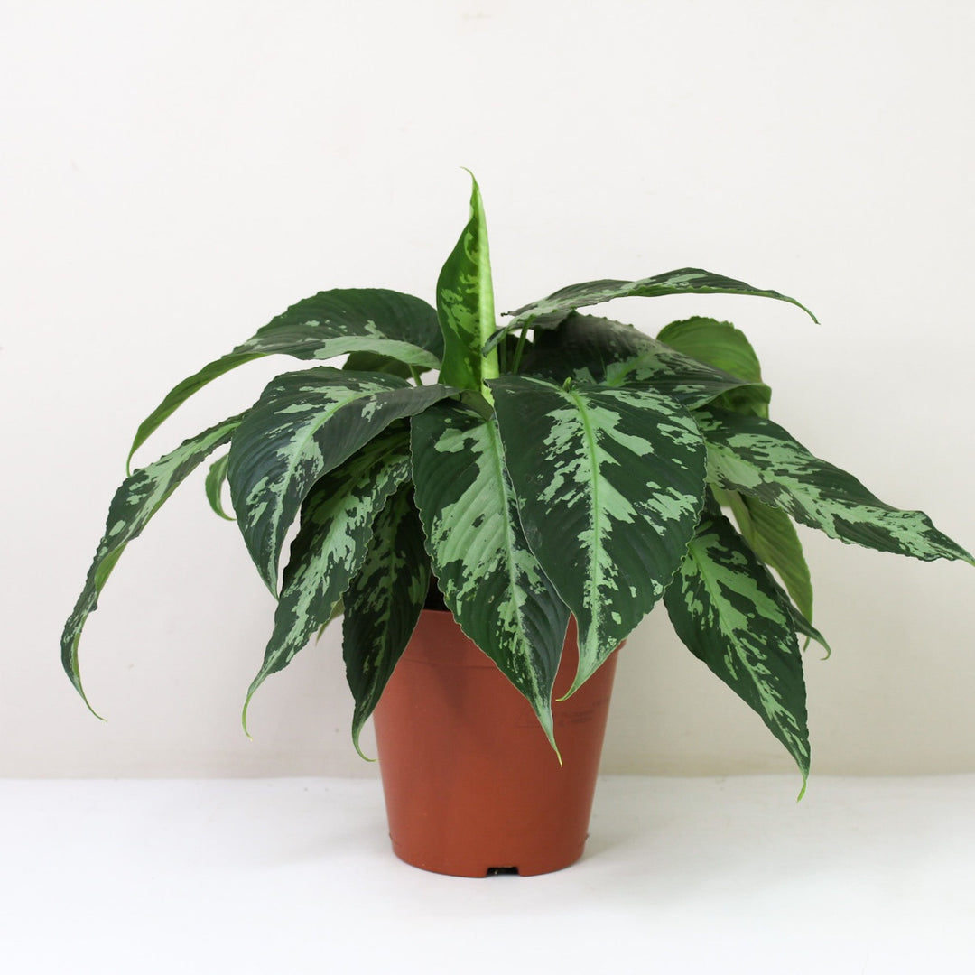 Schismatoglottis Pusilla M / Ohne Übertopf Foliage Dreams