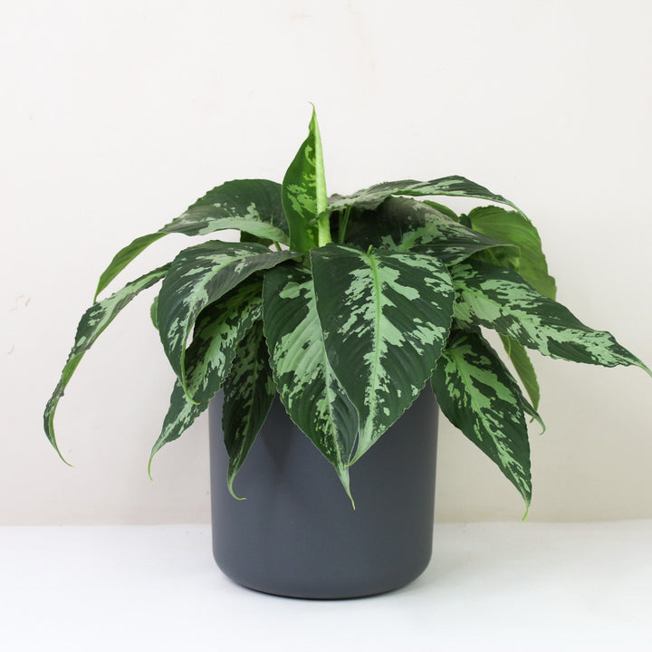 Schismatoglottis Pusilla M / Topf anthrazit Foliage Dreams