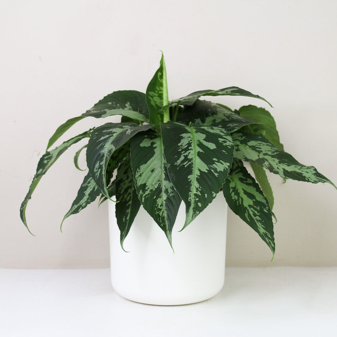 Schismatoglottis Pusilla M / Topf weiß Foliage Dreams