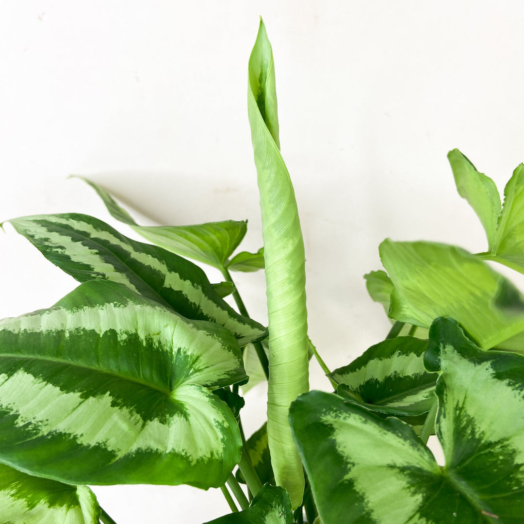 Schismatoglottis Wallichii Foliage Dreams