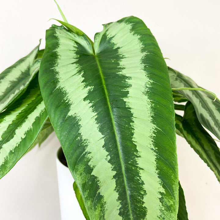 Schismatoglottis Wallichii Foliage Dreams