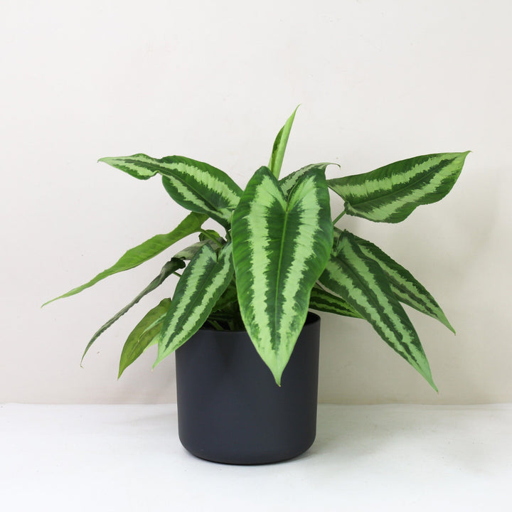 Schismatoglottis Wallichii Foliage Dreams