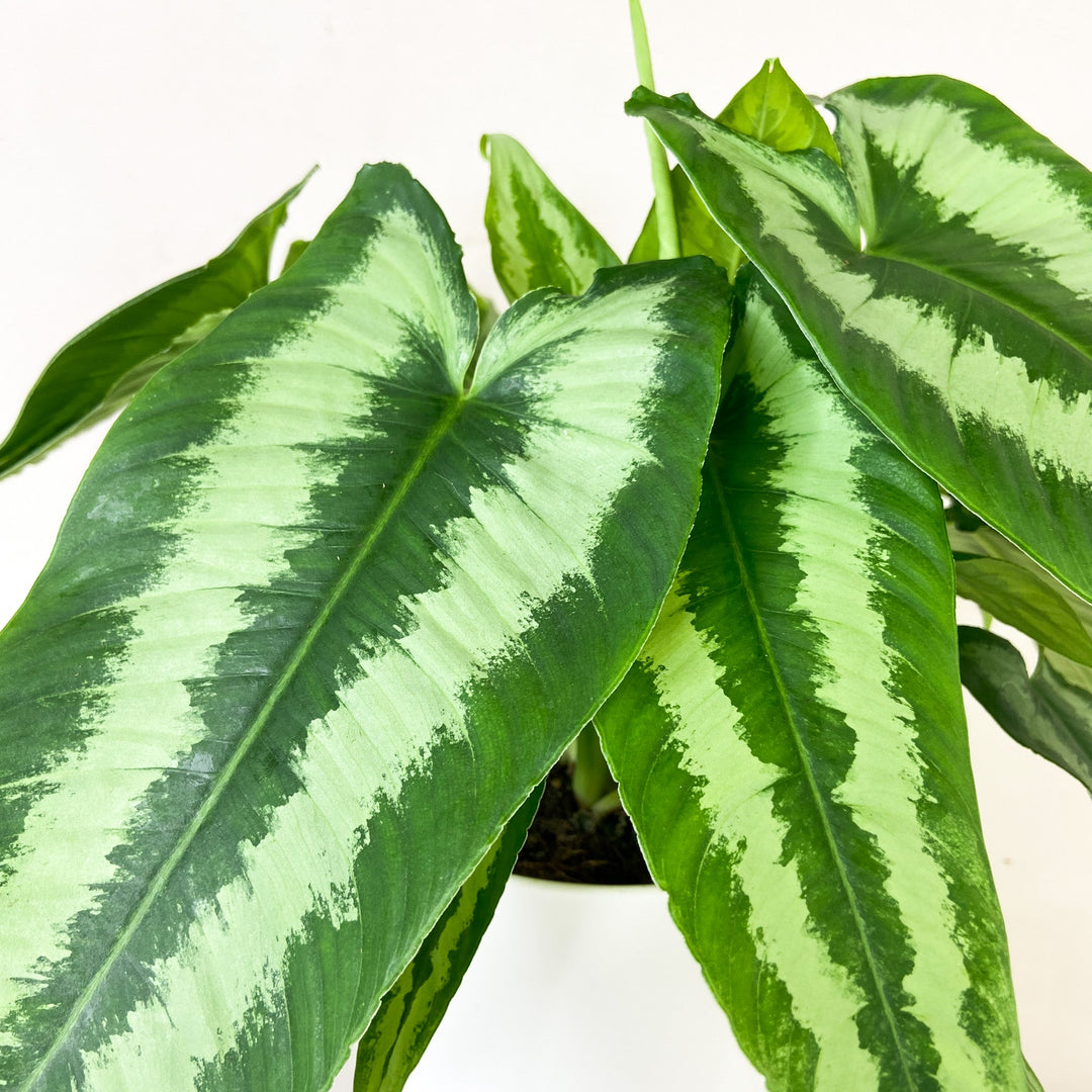 Schismatoglottis Wallichii Foliage Dreams