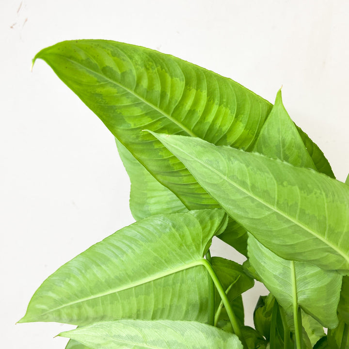 Schismatoglottis Wallichii Foliage Dreams