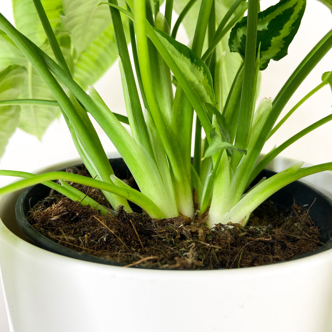 Schismatoglottis Wallichii Foliage Dreams