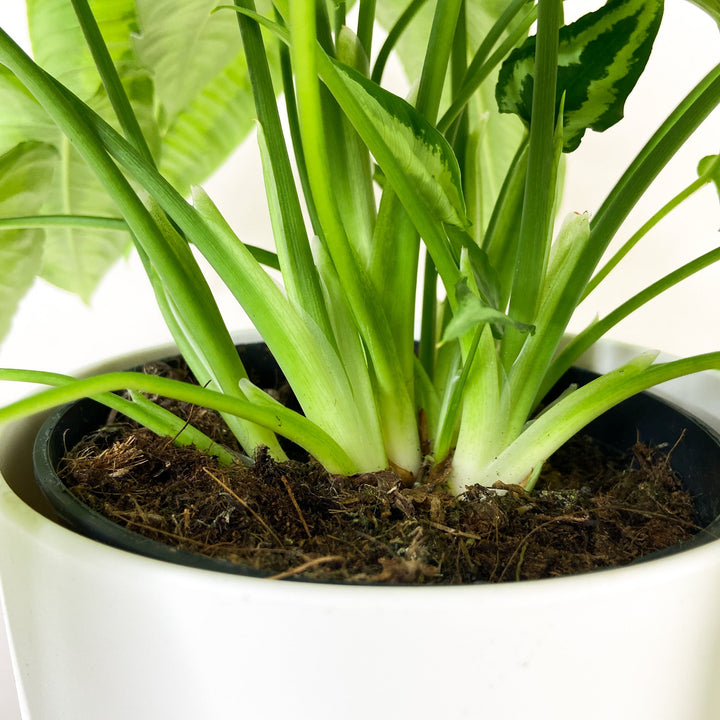 Schismatoglottis Wallichii Foliage Dreams