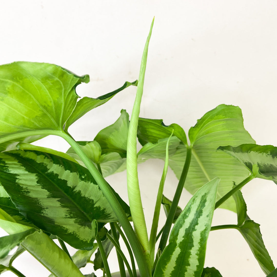 Schismatoglottis Wallichii Foliage Dreams