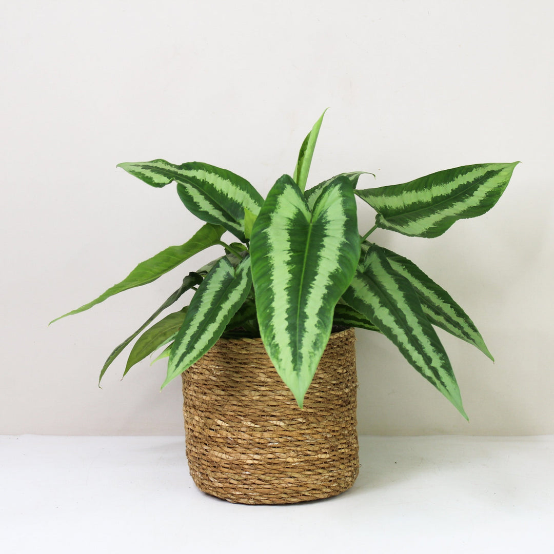 Schismatoglottis Wallichii L / Korb braun Foliage Dreams