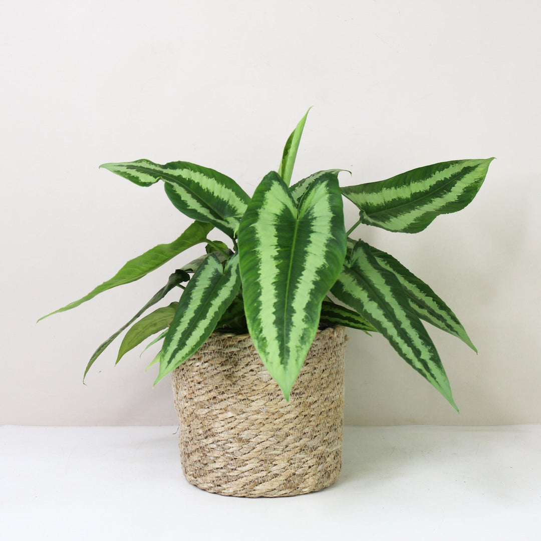 Schismatoglottis Wallichii L / Korb creme Foliage Dreams