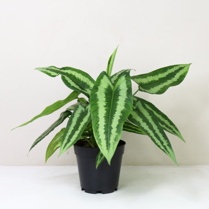 Schismatoglottis Wallichii L / ohne Übertopf Foliage Dreams