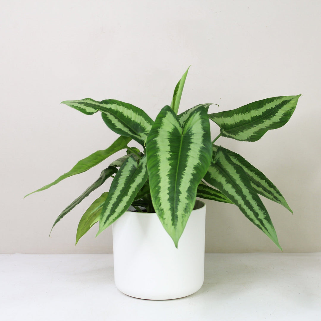 Schismatoglottis Wallichii L / Topf weiß Foliage Dreams