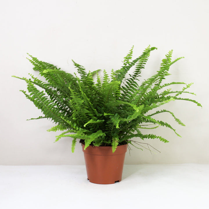 Schwertfarn (Nephrolepis exaltata ‚Green Lady’) L / keinen Übertopf Foliage Dreams