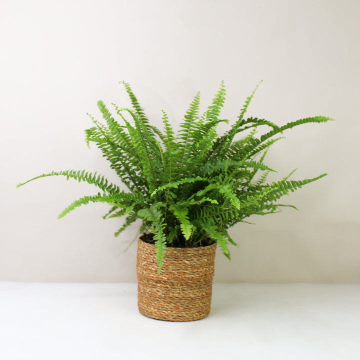 Schwertfarn (Nephrolepis exaltata ‚Green Lady’) L / Korb braun Foliage Dreams