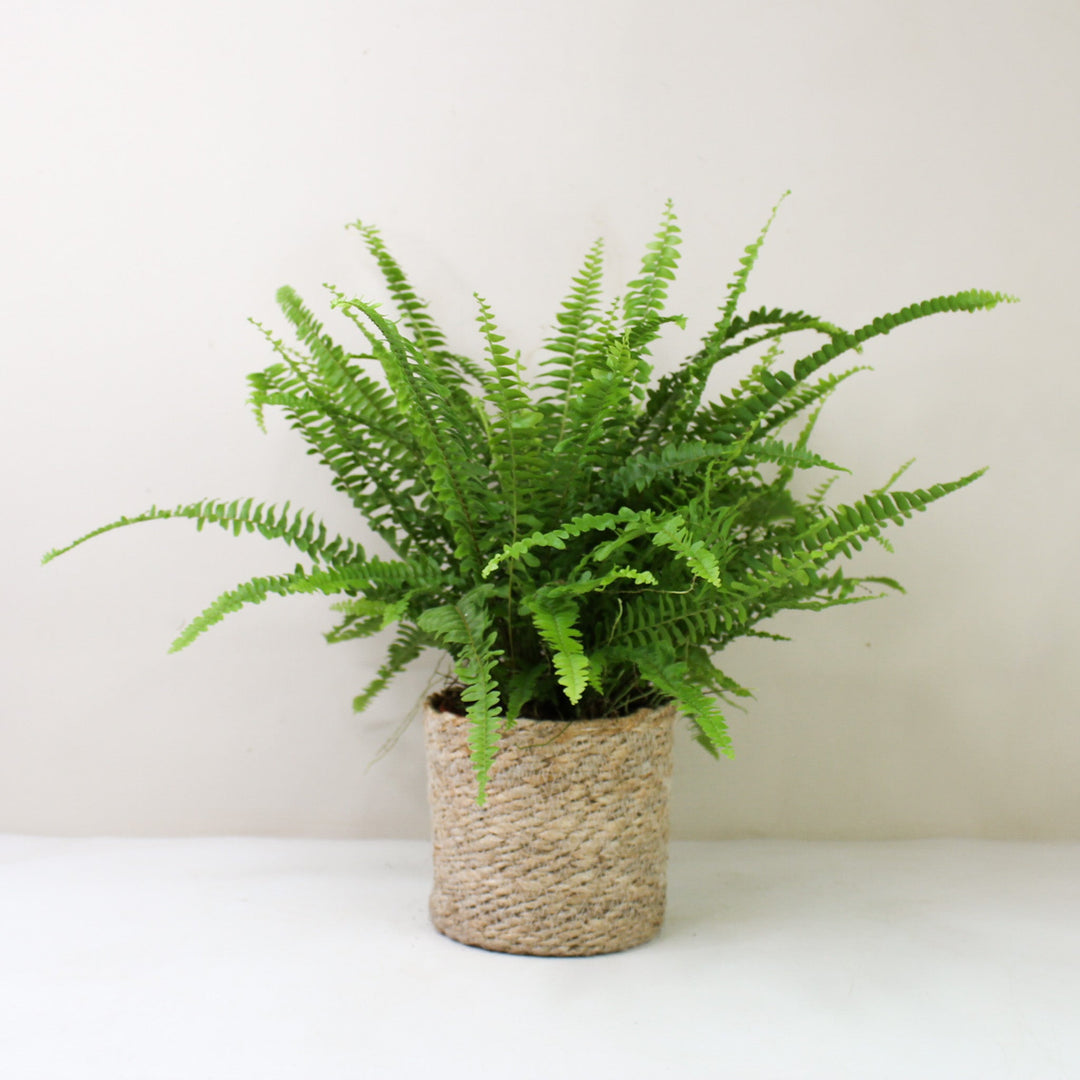 Schwertfarn (Nephrolepis exaltata ‚Green Lady’) L / Korb creme Foliage Dreams