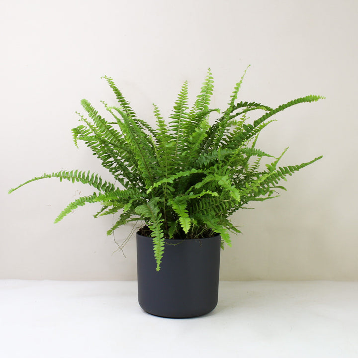 Schwertfarn (Nephrolepis exaltata ‚Green Lady’) L / Topf anthrazit Foliage Dreams