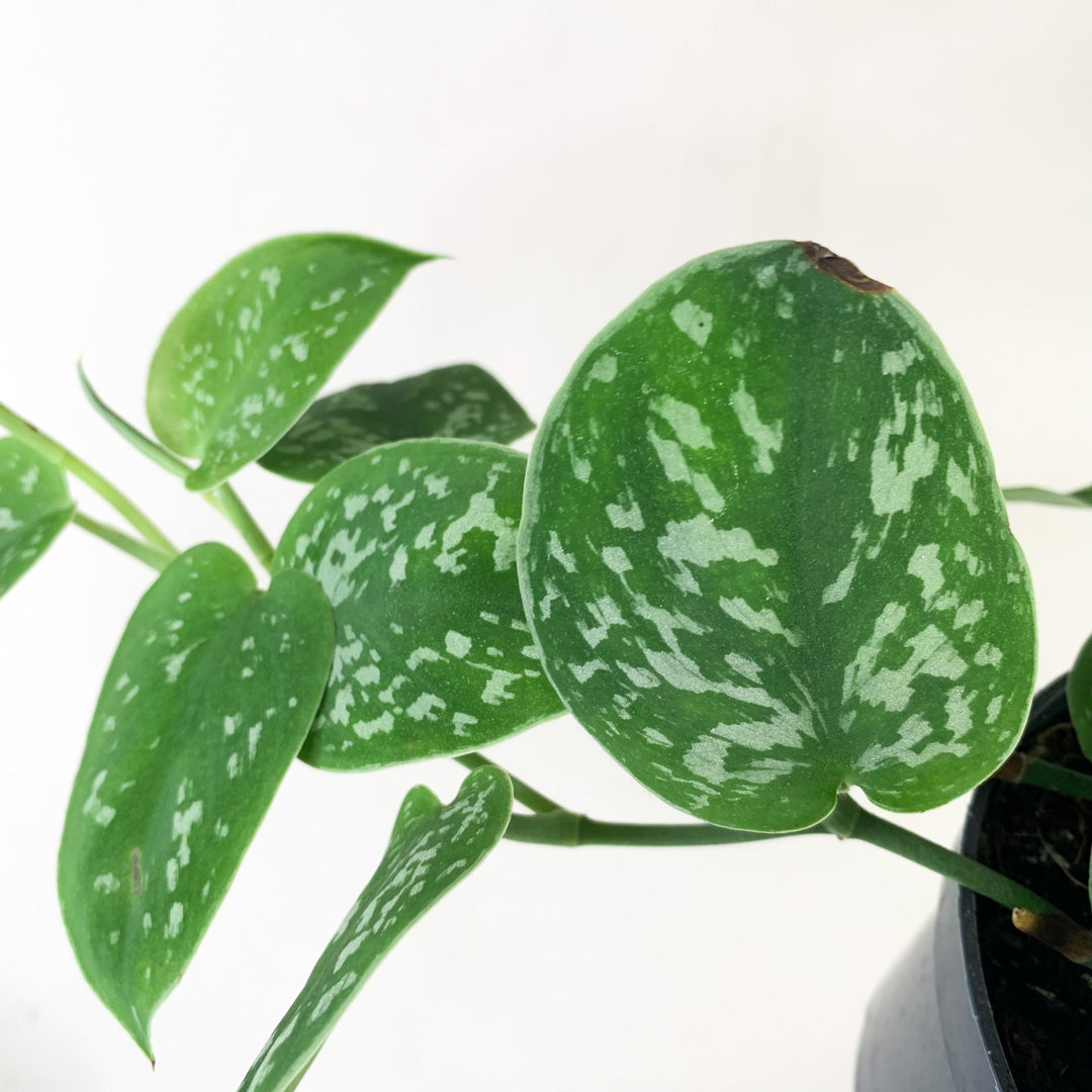 Scindapsus Pictus Argyraeus Foliage Dreams