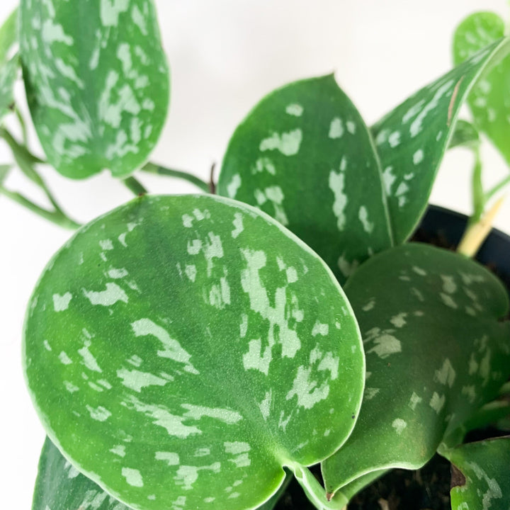 Scindapsus Pictus Argyraeus Foliage Dreams