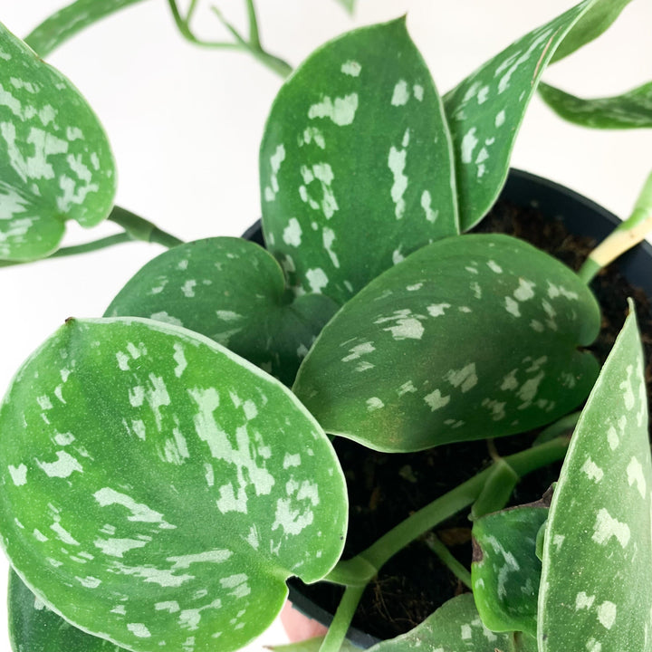 Scindapsus Pictus Argyraeus Foliage Dreams