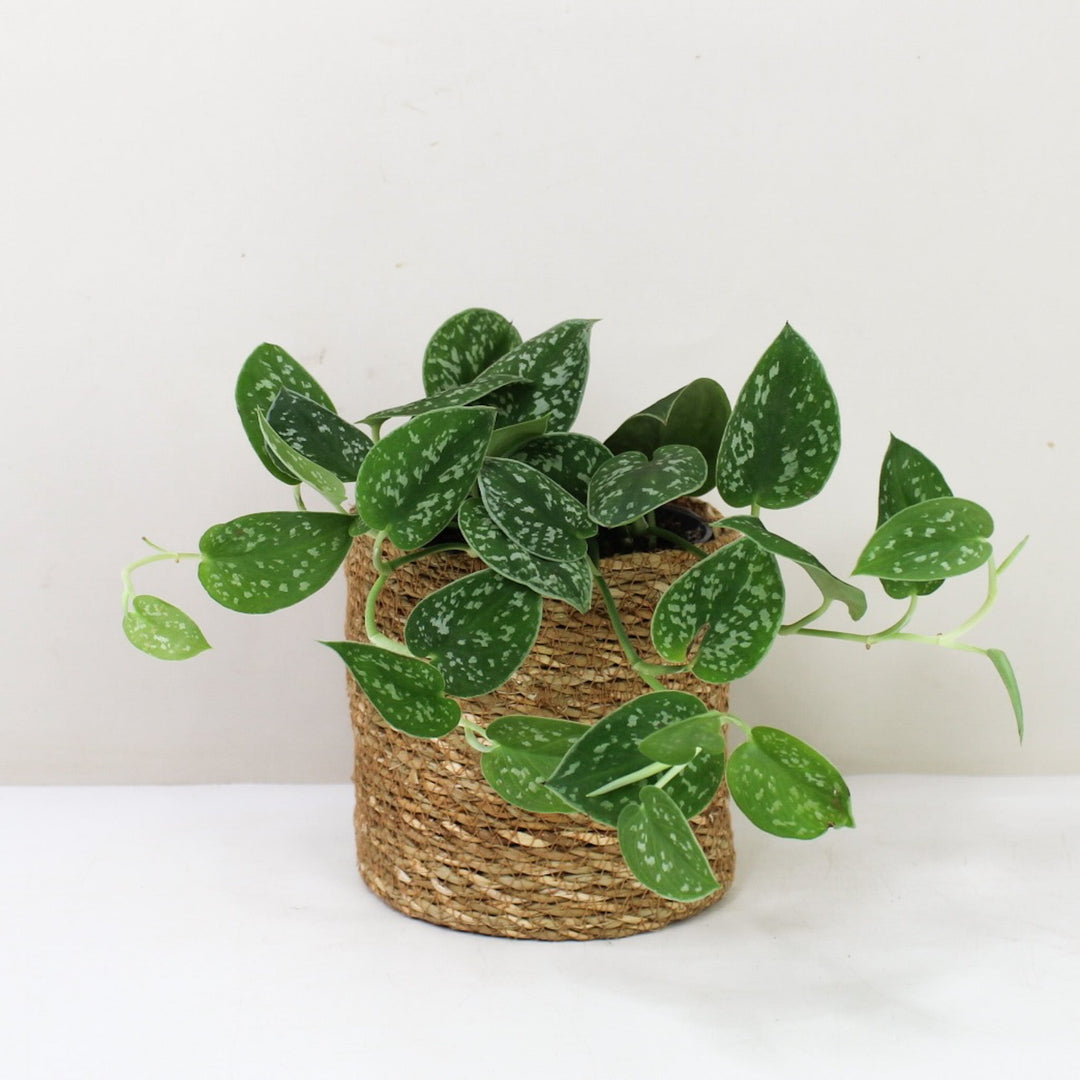 Scindapsus Pictus Argyraeus M / Korb braun Foliage Dreams