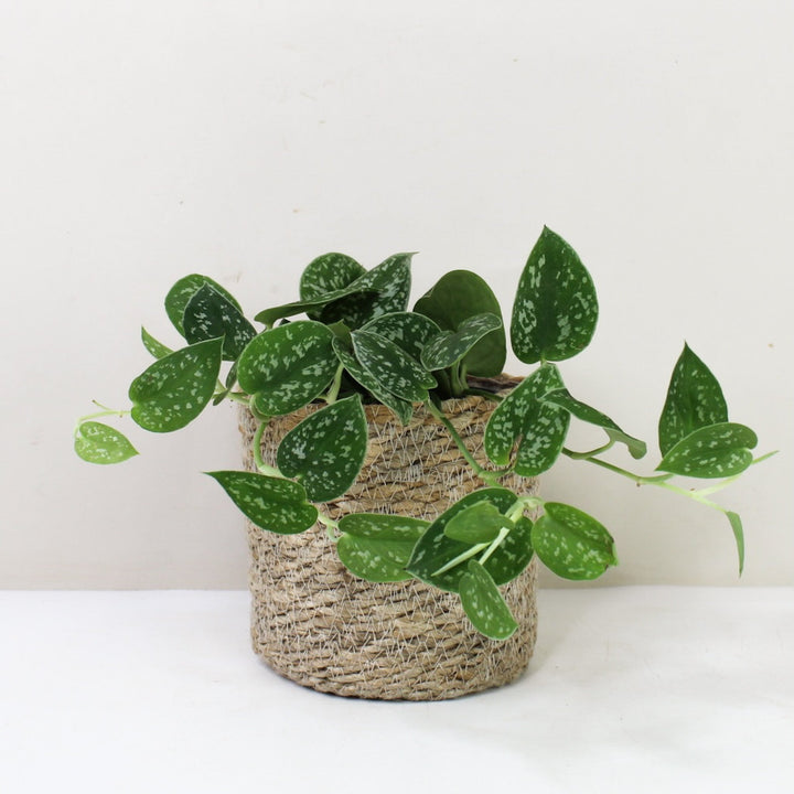 Scindapsus Pictus Argyraeus M / Korb creme Foliage Dreams