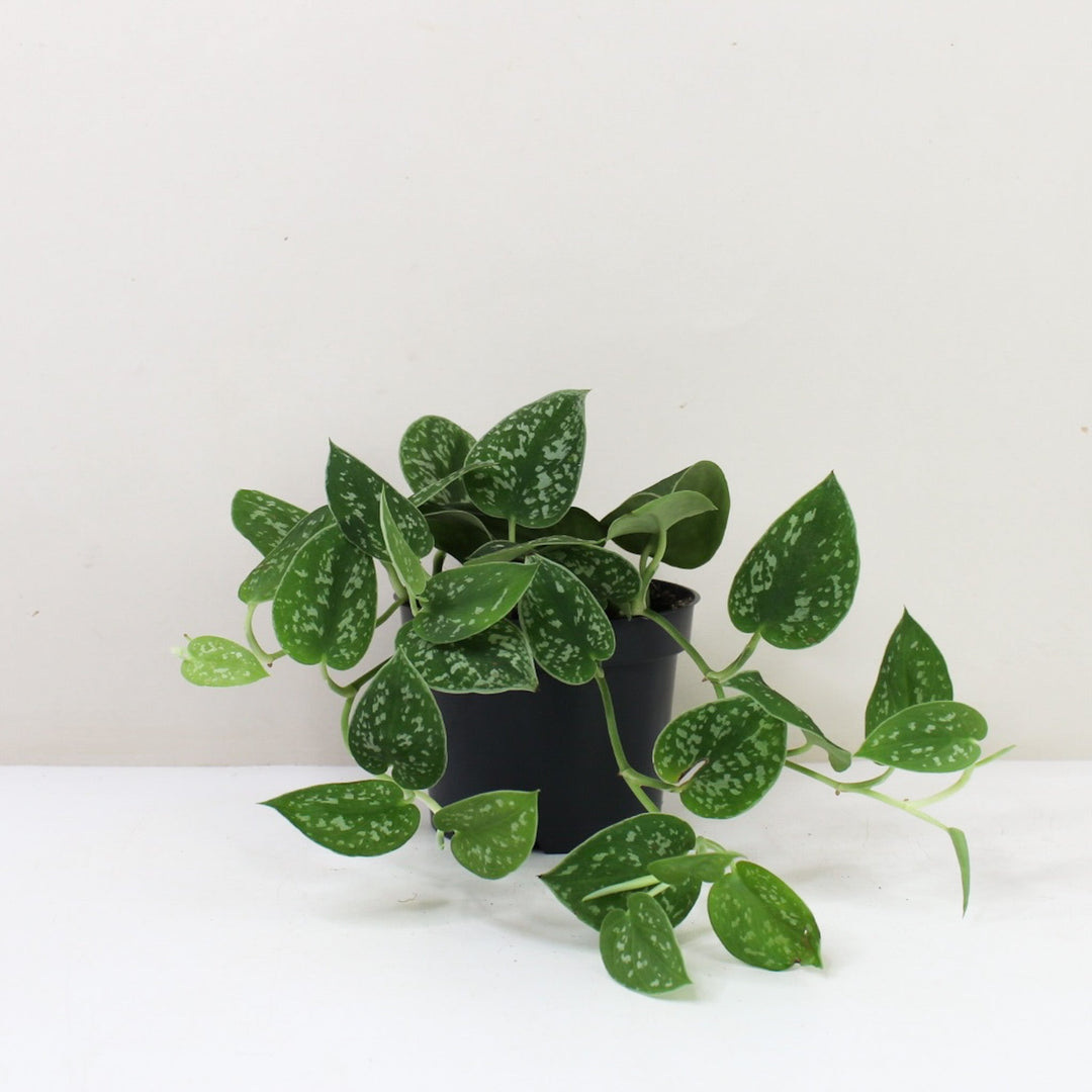 Scindapsus Pictus Argyraeus M / ohne Übertopf Foliage Dreams