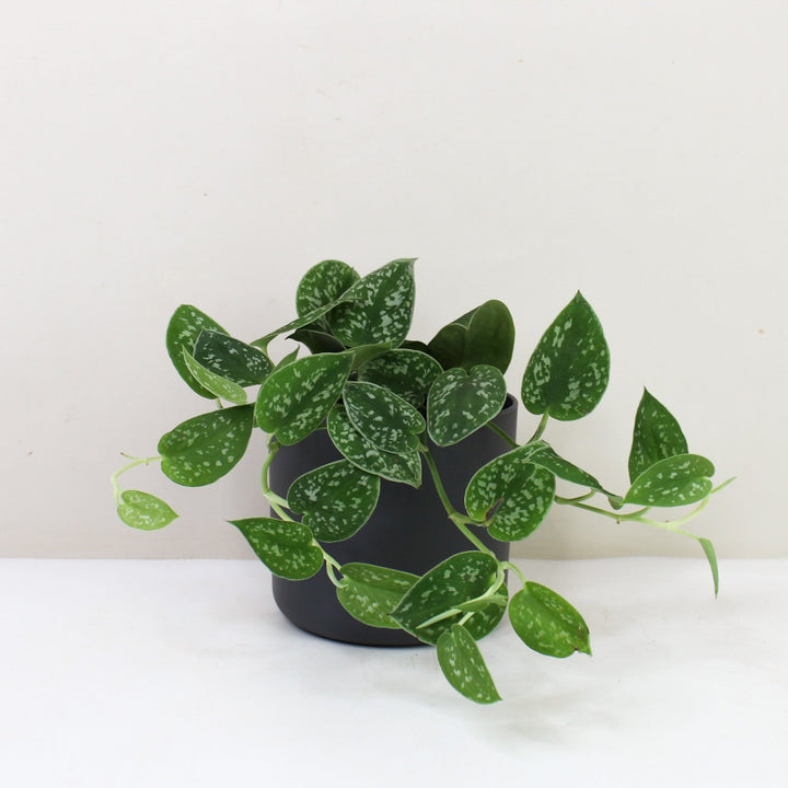 Scindapsus Pictus Argyraeus M / Topf anthrazit Foliage Dreams