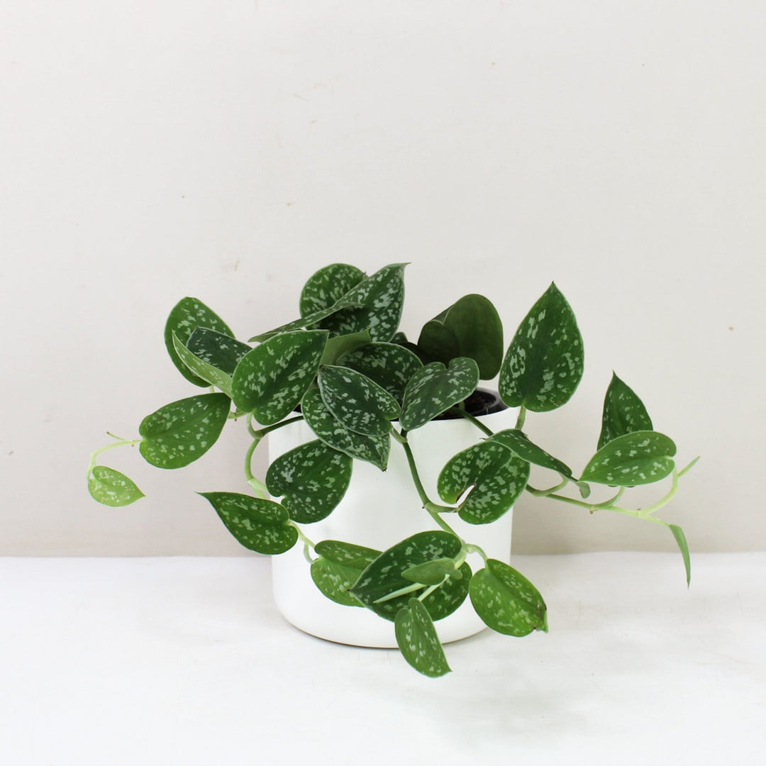 Scindapsus Pictus Argyraeus M / Topf weiß Foliage Dreams