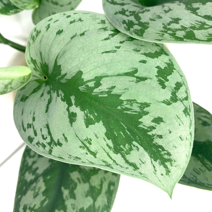 Scindapsus pictus Exotica Foliage Dreams