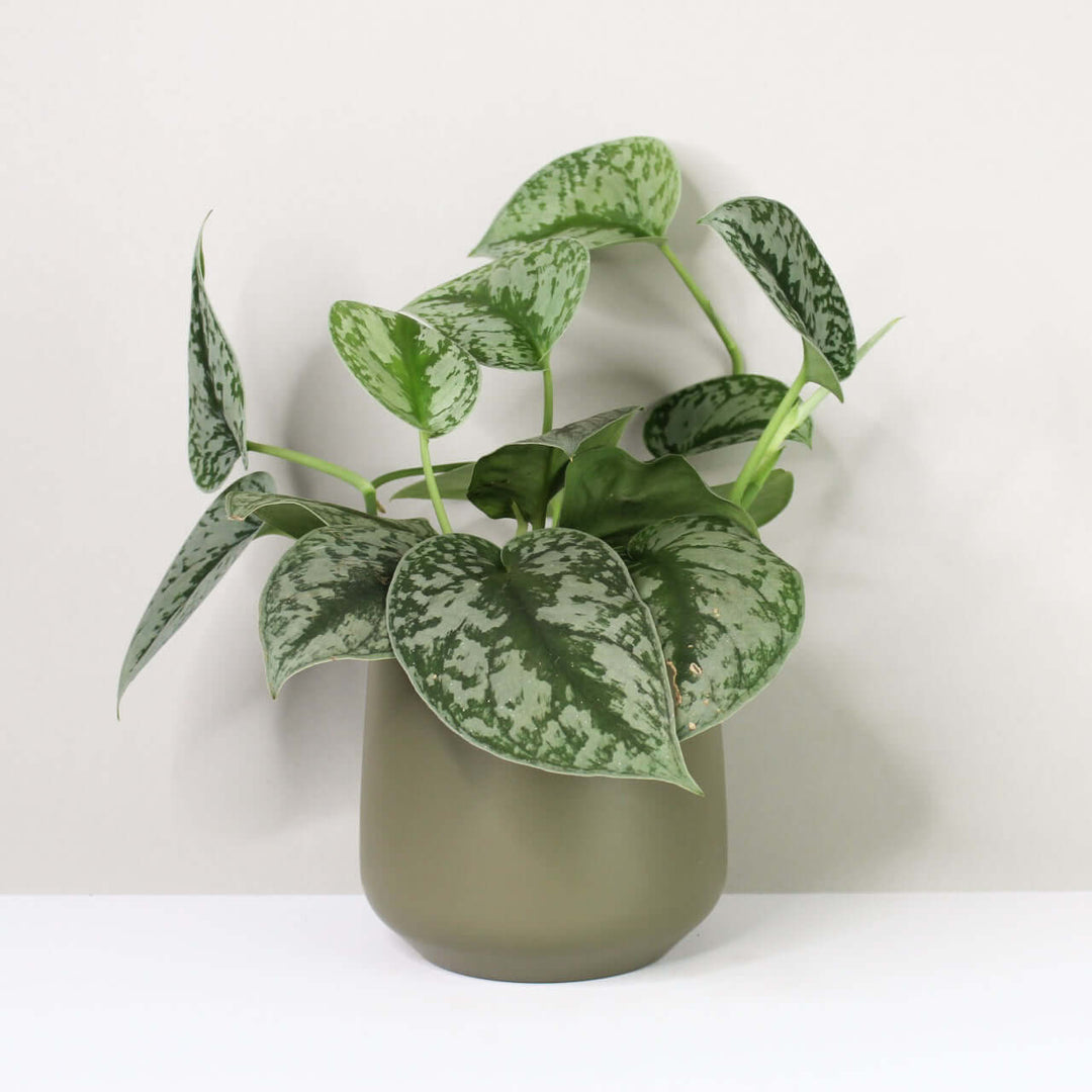 Scindapsus pictus Exotica Foliage Dreams