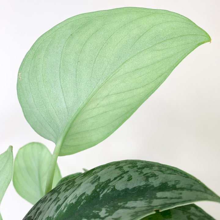 Scindapsus Pictus Exotica Foliage Dreams