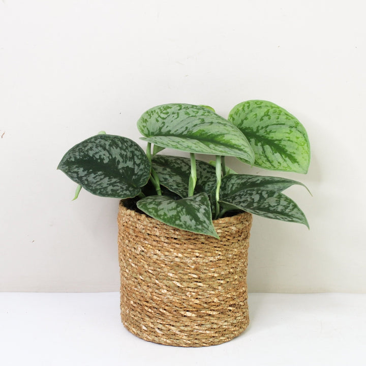 Scindapsus Pictus Exotica M / Korb braun Foliage Dreams