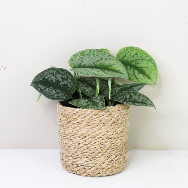 Scindapsus Pictus Exotica M / Korb creme Foliage Dreams
