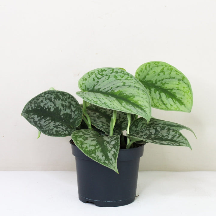 Scindapsus Pictus Exotica M / ohne Übertopf Foliage Dreams