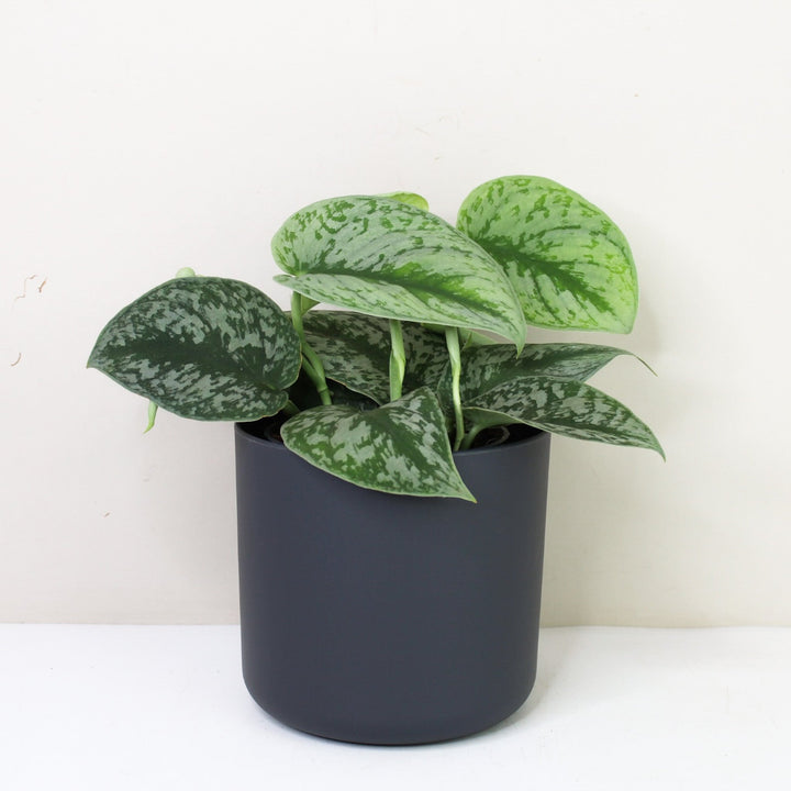 Scindapsus Pictus Exotica M / Topf anthrazit Foliage Dreams