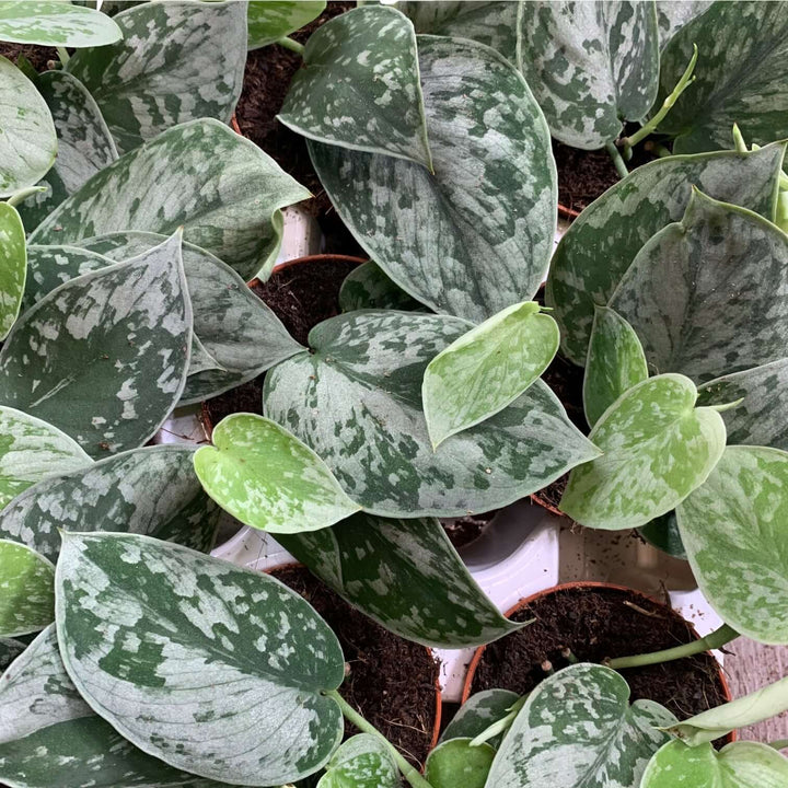 Scindapsus pictus 'Silvery Ann' Foliage Dreams