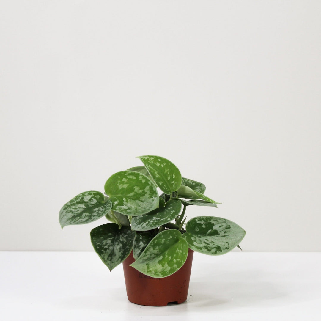 Scindapsus Pictus 'Silvery Ann' Foliage Dreams