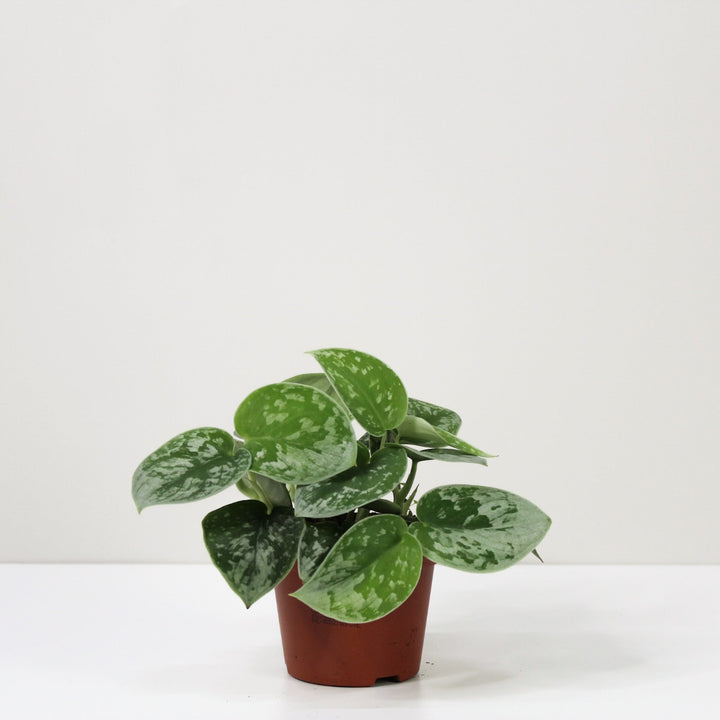 Scindapsus Pictus 'Silvery Ann' Foliage Dreams