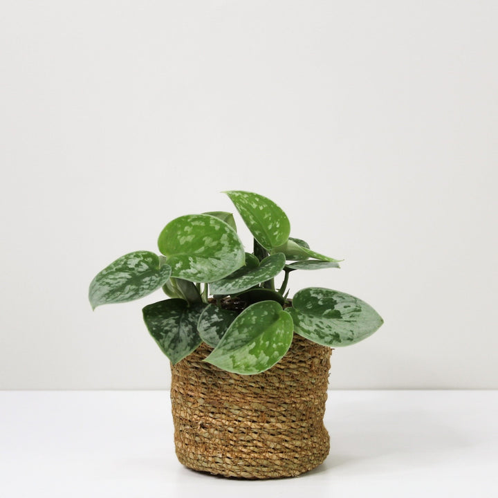 Scindapsus Pictus 'Silvery Ann' Foliage Dreams
