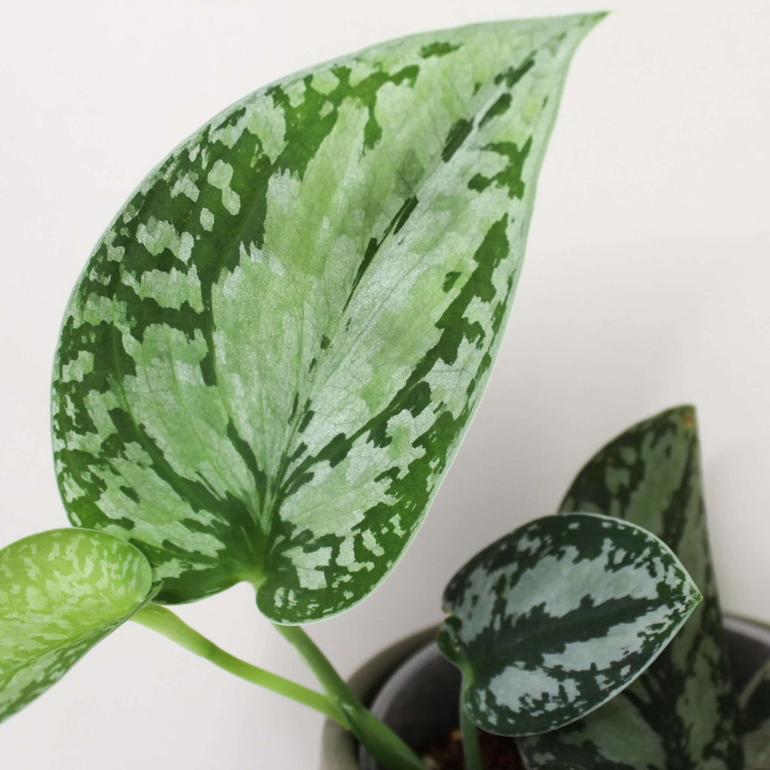 Scindapsus Pictus Tricolor Foliage Dreams