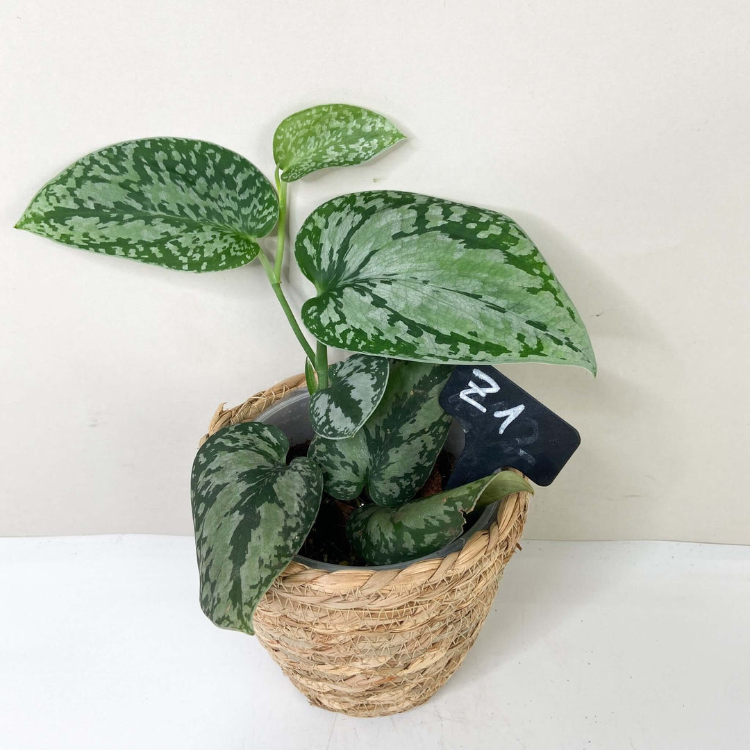 Scindapsus Pictus Tricolor Z1 Foliage Dreams