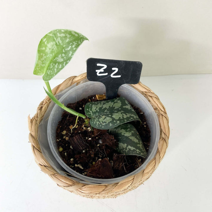 Scindapsus Pictus Tricolor Z2 Foliage Dreams