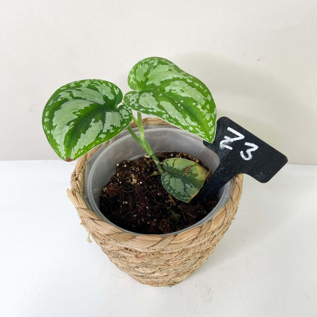 Scindapsus Pictus Tricolor Z3 Foliage Dreams
