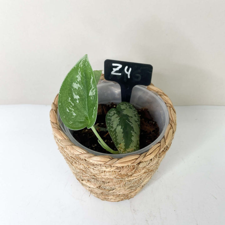 Scindapsus Pictus Tricolor Z4 Foliage Dreams